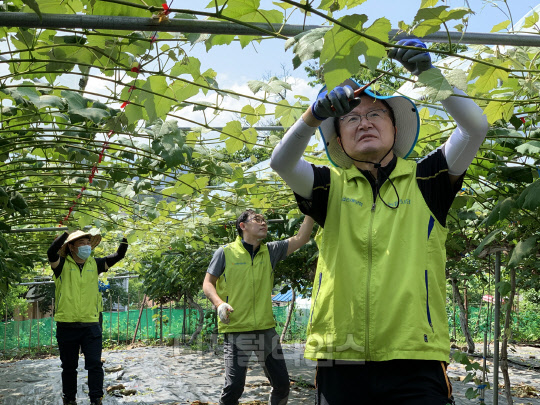 NH농협손보 농업보험부 임직원, 농촌 일손돕기 실시